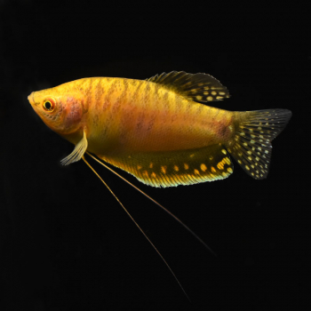 Goldener Fadenfisch, Trichogaster trichopterus var. Gold